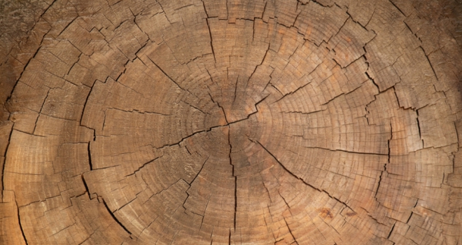 growth tree rings